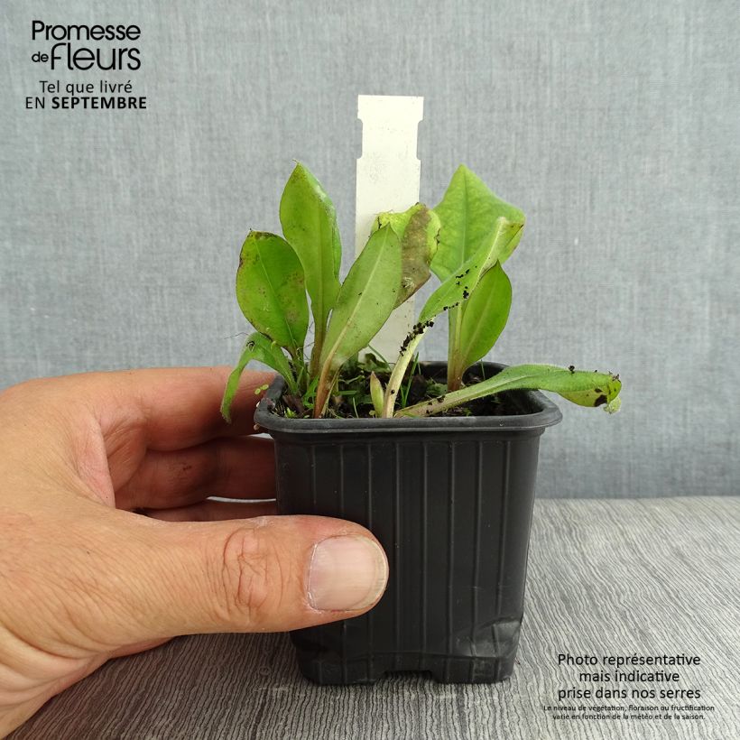 Exemplar von Lungenkraut Blue Ensign - Pulmonaria Kleine Töpfe von 8/9 cm wie im Sommer geliefert