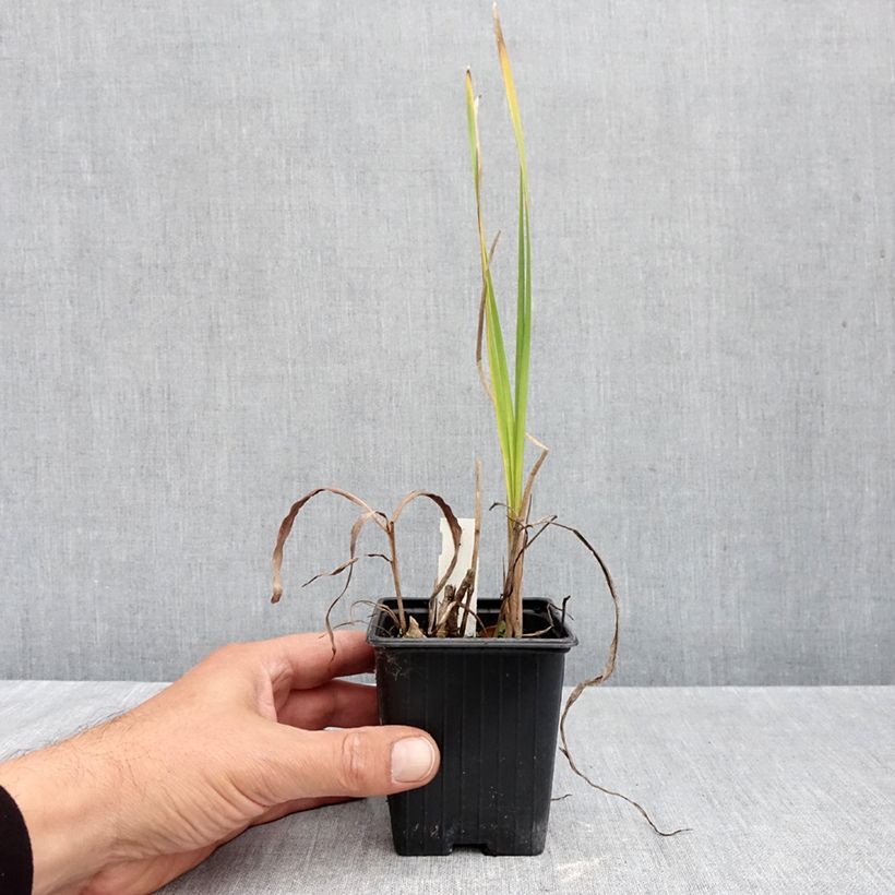 Exemplar von Lungenkraut Blue Ensign - Pulmonaria Topf mit 2L/3L wie im Herbst geliefert