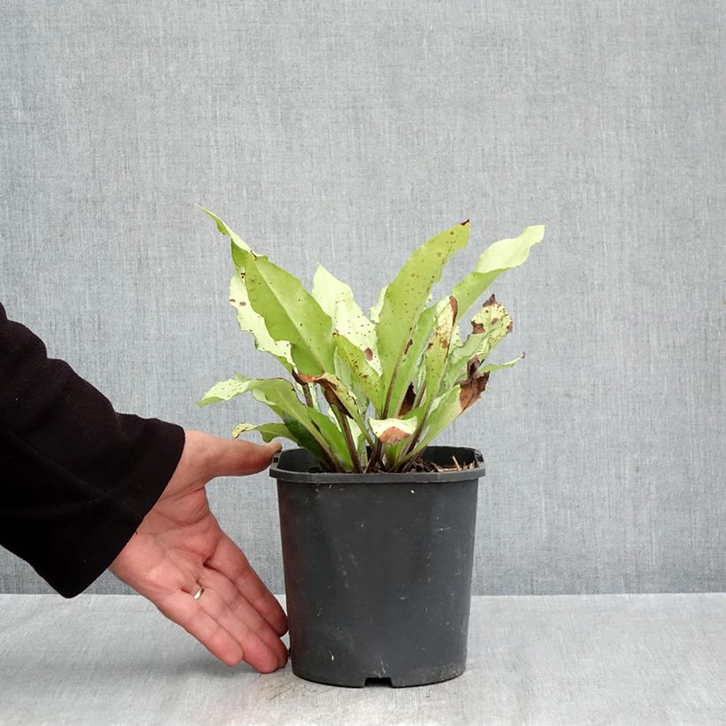 Exemplar von Lungenkraut Diane Clare - Pulmonaria Topf mit 2L/3L wie im Herbst geliefert