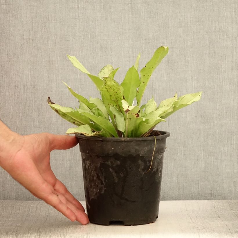 Exemplar von Lungenkraut Diane Clare - Pulmonaria Topf mit 2L/3L wie im Sommer geliefert