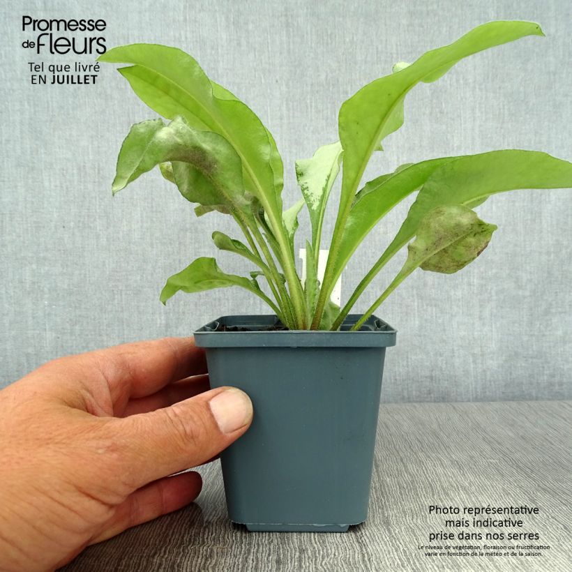 Exemplar von Lungenkraut Majesté - Pulmonaria Kleine Töpfe von 8/9 cm wie im Sommer geliefert