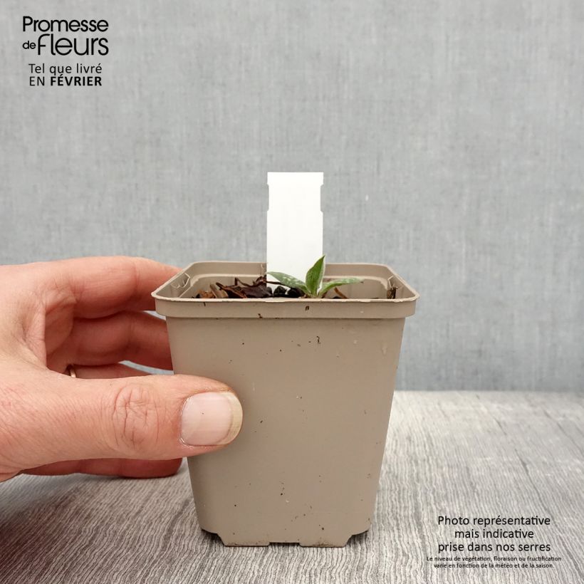 Exemplar von Lungenkraut Twinkle Toes - Pulmonaria Kleine Töpfe von 8/9 cm wie im Winter geliefert