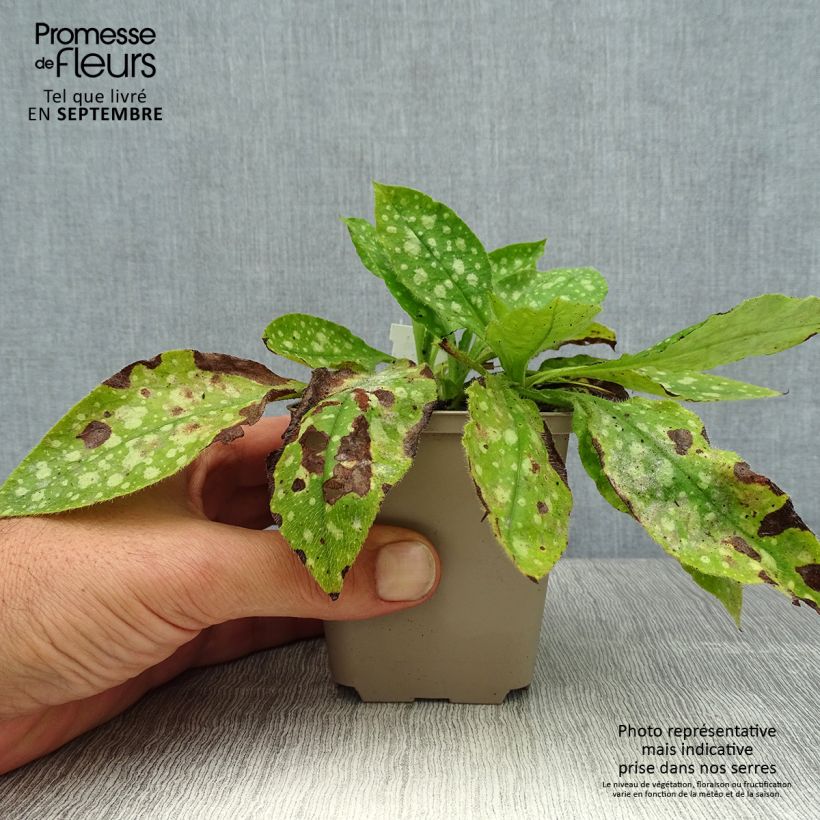 Exemplar von Lungenkraut Ice Ballet - Pulmonaria Kleine Töpfe von 8/9 cm wie im Sommer geliefert