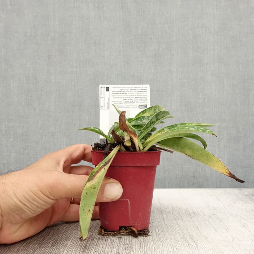 Exemplar von Langblättrige Lungenkraut - Pulmonaria longifolia subsp. cevennensis Kleine Töpfe von 8/9 cm wie im Herbst geliefert