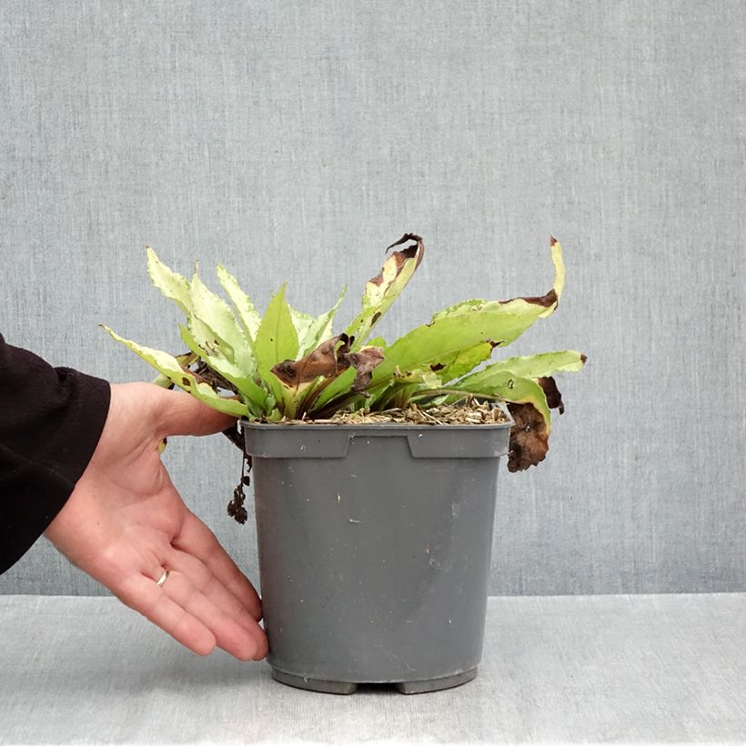 Exemplar von Lungenkraut Silver Bouquet - Pulmonaria Topf mit 2L/3L wie im Herbst geliefert