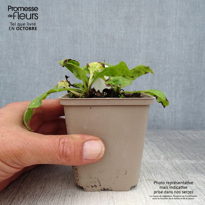 Exemplar von Echtes Lungenkraut - Pulmonaria officinalis Kleine Töpfe von 8/9 cm wie im Herbst geliefert