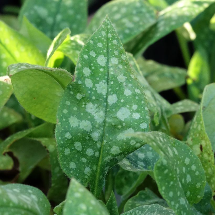 Lungenkraut Dora Bielefeld - Pulmonaria (Laub)