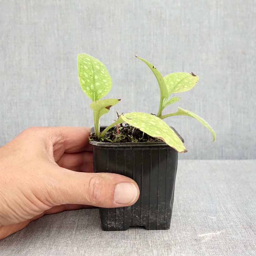 Exemplar von Lungenkraut Dora Bielefeld - Pulmonaria Kleine Töpfe von 8/9 cm wie im Herbst geliefert