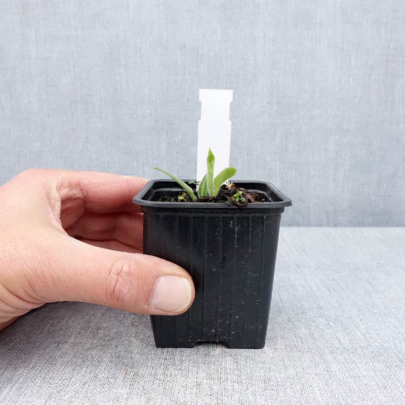 Exemplar von Lungenkraut Dora Bielefeld - Pulmonaria Kleine Töpfe von 8/9 cm wie im Frühjahr geliefert