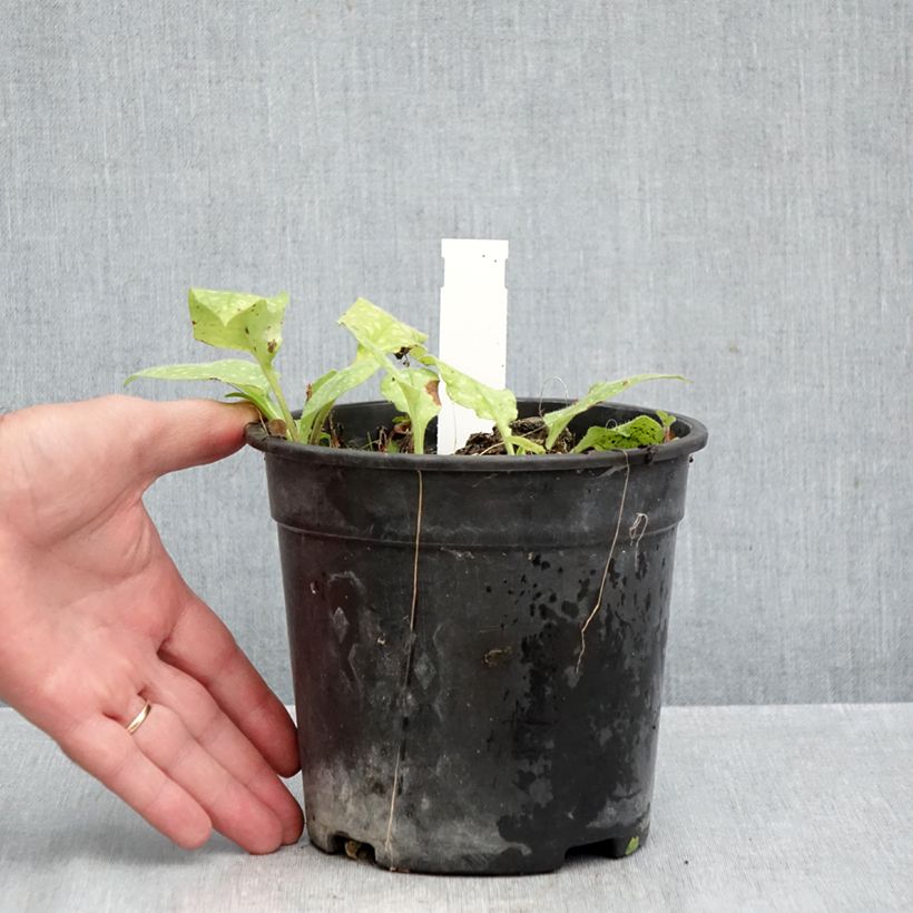 Exemplar von Lungenkraut Mrs Moon - Pulmonaria Topf mit 2L/3L wie im Herbst geliefert