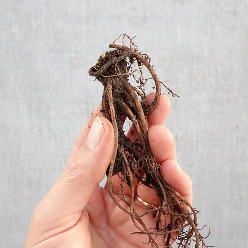 Exemplar von Lungenkraut Mrs Moon - Pulmonaria Wurzelnackt wie im Winter geliefert
