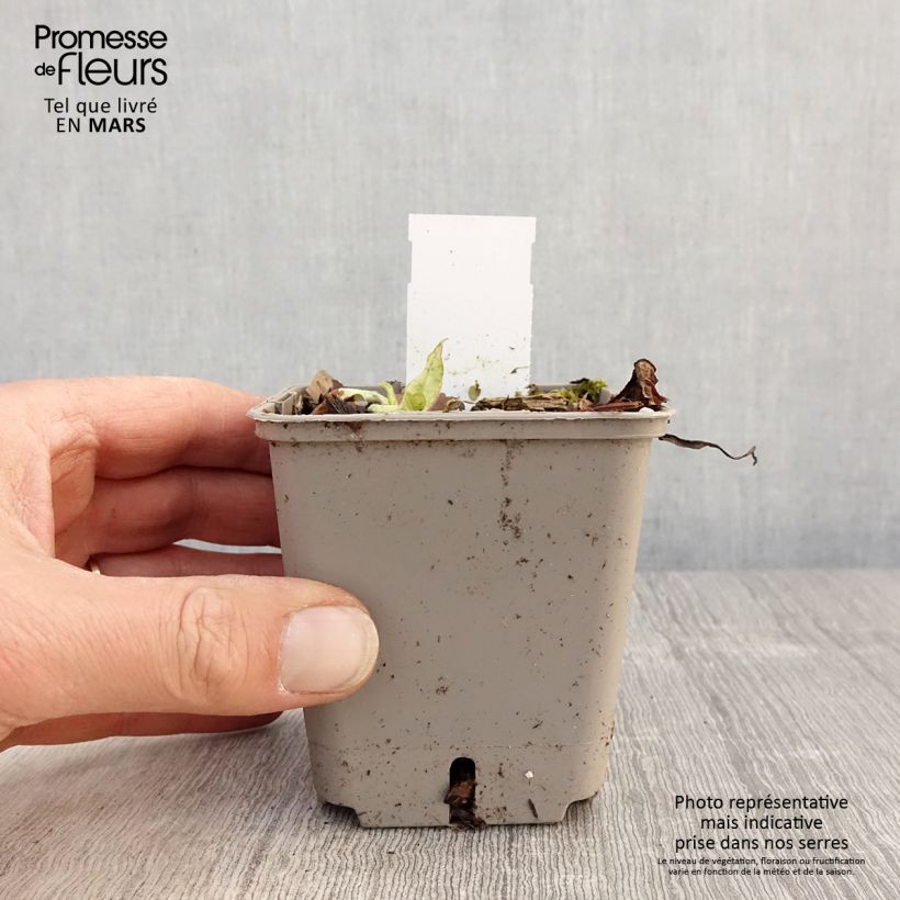 Exemplar von Lungenkraut Silverado - Pulmonaria Kleine Töpfe von 8/9 cm wie im Frühjahr geliefert