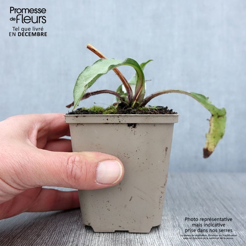 Exemplar von Lungenkraut Samourai - Pulmonaria Kleine Töpfe von 8/9 cm wie im Herbst geliefert