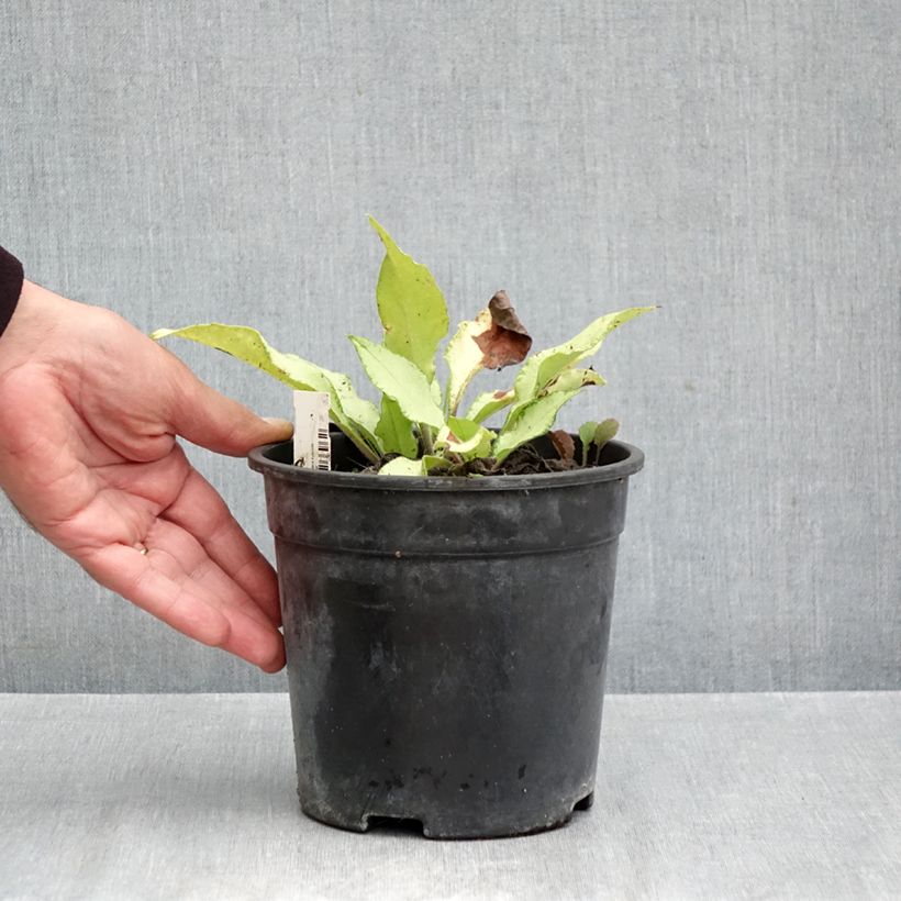 Exemplar von Lungenkraut Samourai - Pulmonaria Topf mit 2L/3L wie im Herbst geliefert