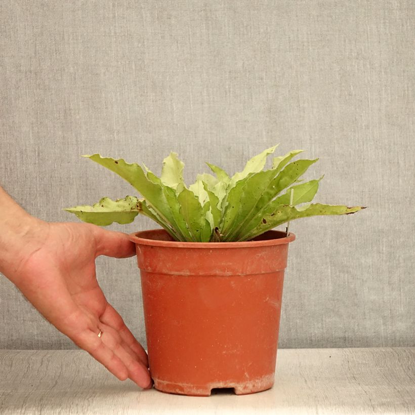 Exemplar von Lungenkraut Samourai - Pulmonaria Topf mit 2L/3L wie im Sommer geliefert