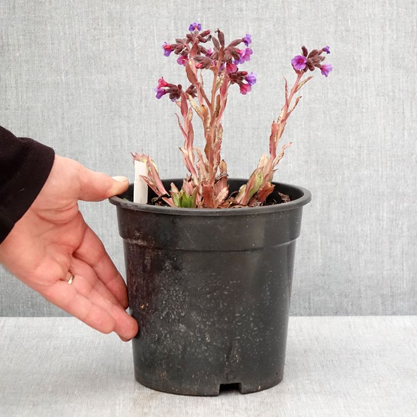 Exemplar von Lungenkraut Samourai - Pulmonaria Topf mit 2L/3L wie im Frühjahr geliefert
