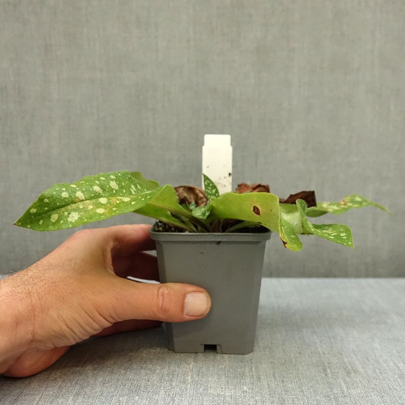 Exemplar von Lungenkraut Trevi Fountain - Pulmonaria Kleine Töpfe von 8/9 cm wie im Herbst geliefert
