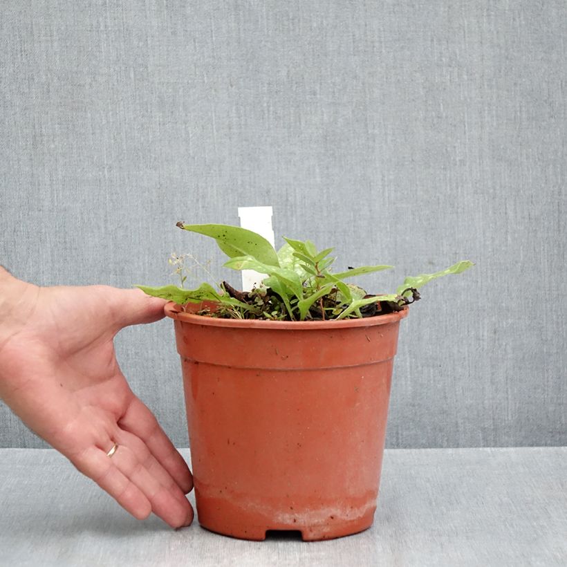 Exemplar von Lungenkraut Trevi Fountain - Pulmonaria Topf mit 2L/3L wie im Herbst geliefert