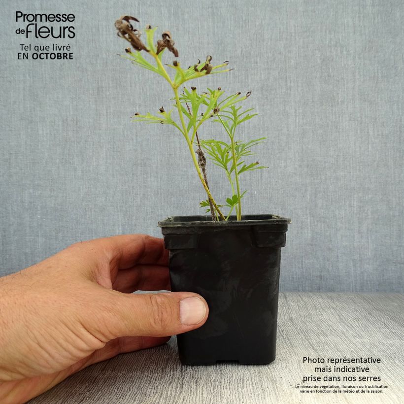 Exemplar von Küchenschelle Alba - Pulsatilla vulgaris Kleine Töpfe von 7/8 cm wie im Herbst geliefert