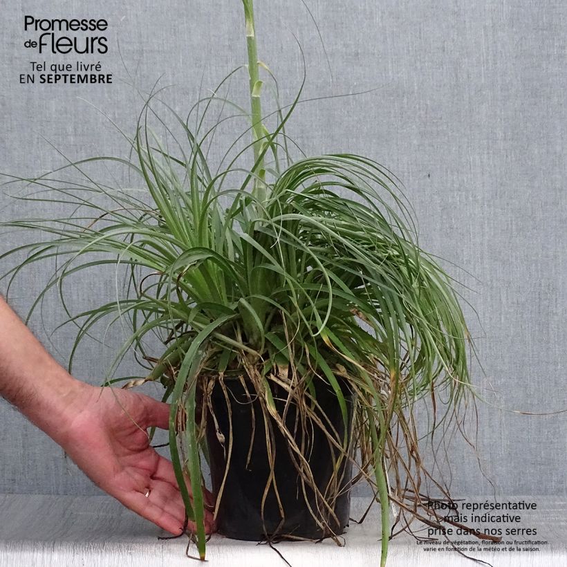 Exemplar von Puya alpestris Topf mit 2L/3L wie im Herbst geliefert