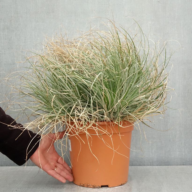 Exemplar von Puya coerulea Violacea - Puya Bromelie Topf mit 7,5L/10L wie im Frühjahr geliefert