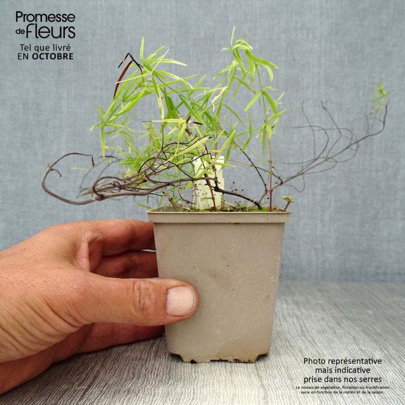 Exemplar von Amerikanische Bergminze - Pycnanthemum flexuosum Kleine Töpfe von 8/9 cm wie im Herbst geliefert