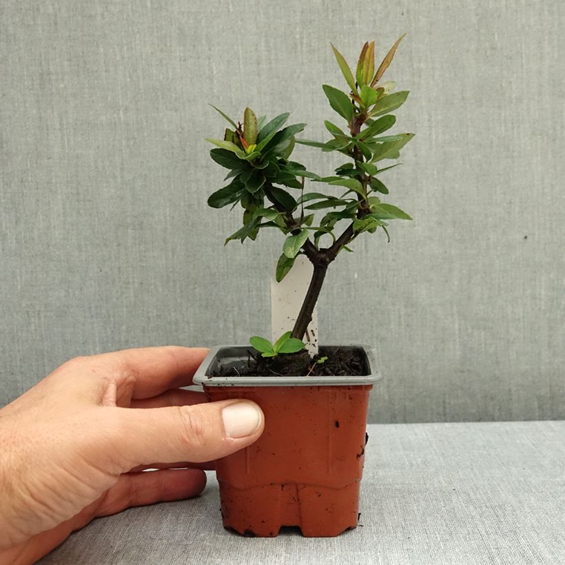 Exemplar von Feuerdorn Orange Star - Pyracantha coccinea Kleine Töpfe von 8/9 cm wie im Herbst geliefert