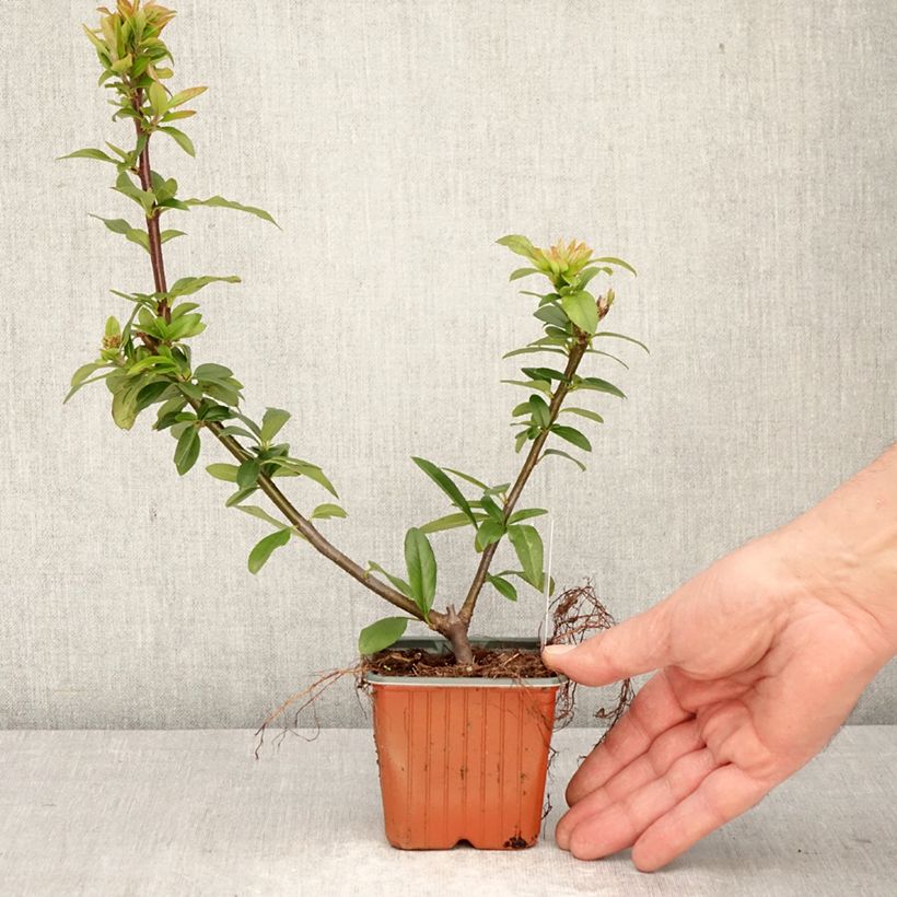 Exemplar von Feuerdorn Orange Star - Pyracantha coccinea Kleine Töpfe von 8/9 cm wie im Frühjahr geliefert