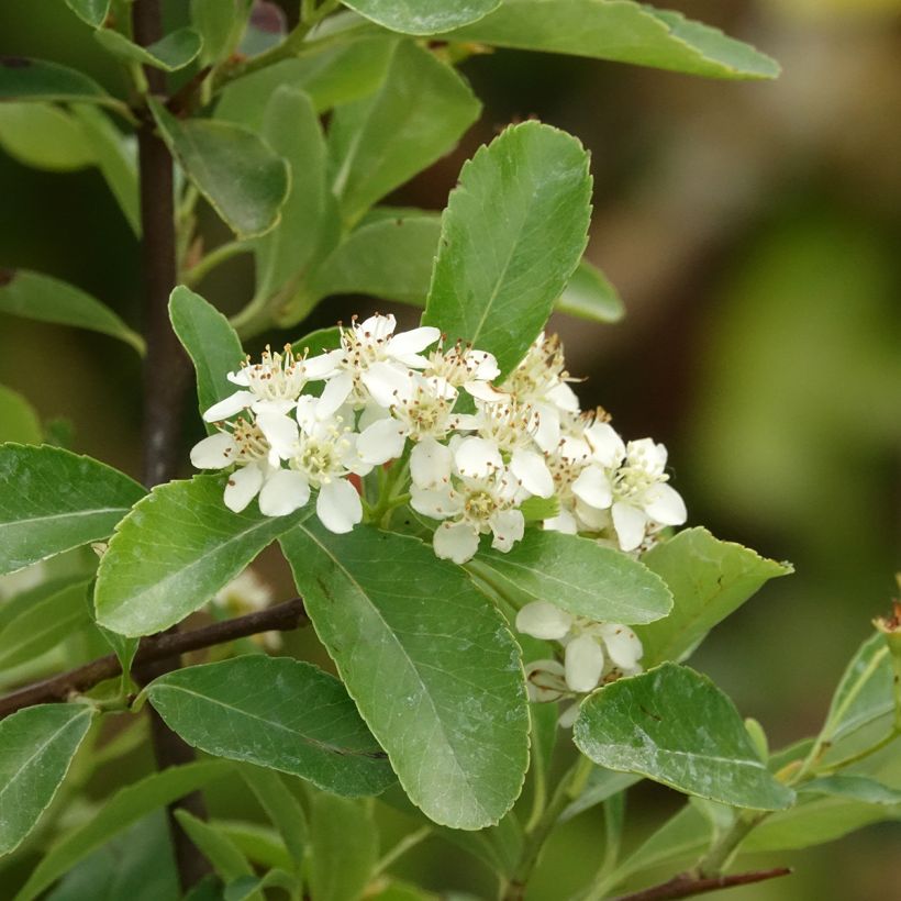 Feuerdorn SAPHYR Jaune - Pyracantha coccinea (Blüte)