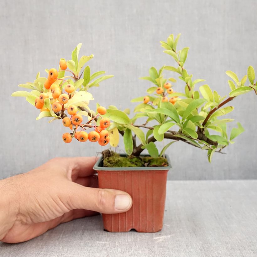 Exemplar von Feuerdorn Sunny Star - Pyracantha coccinea Kleine Töpfe von 8/9 cm wie im Herbst geliefert