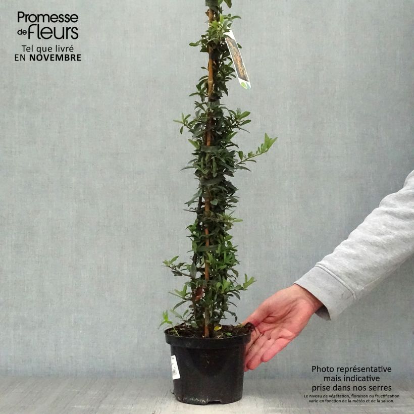 Exemplar von Feuerdorn Golden Charmer - Pyracantha Topf mit 2L/3L wie im Herbst geliefert