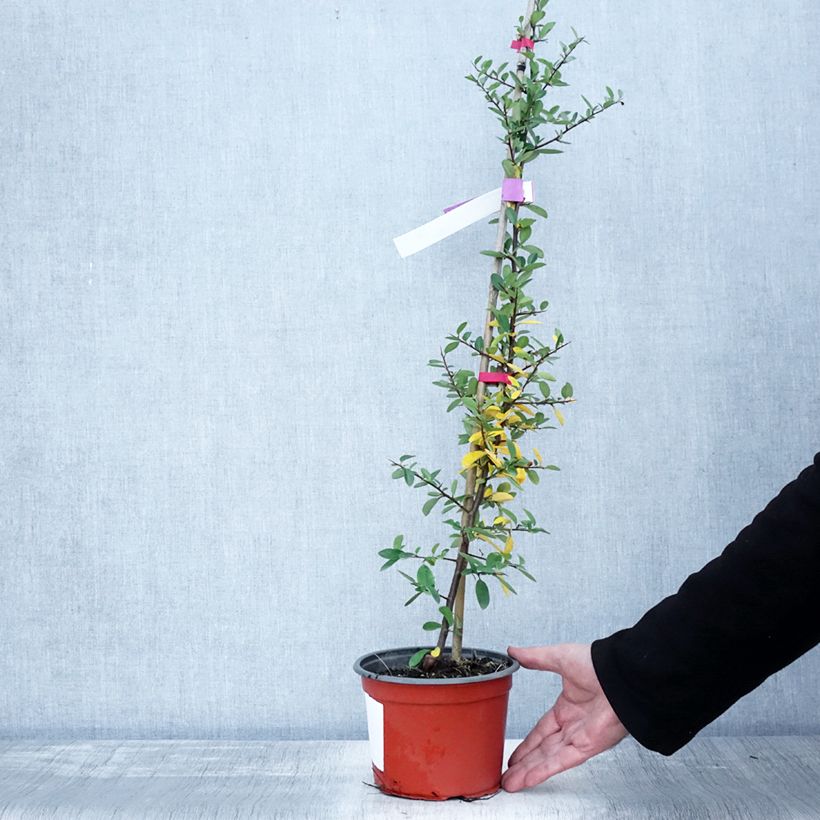 Exemplar von Feuerdorn Mohave - Pyracantha coccinea Topf mit 2L/3L wie im Herbst geliefert