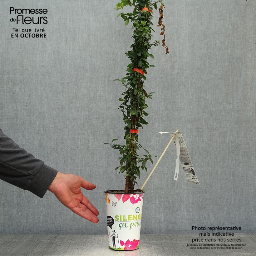 Exemplar von Feuerdorn SAPHYR Orange - Pyracantha coccinea Topf mit 2L/3L wie im Herbst geliefert