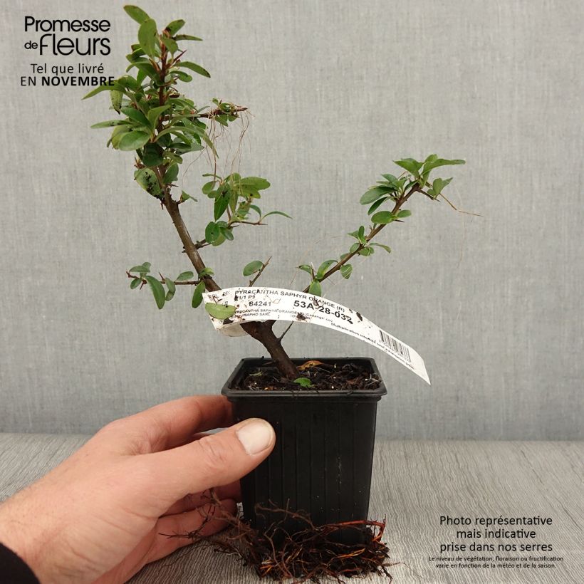 Exemplar von Feuerdorn SAPHYR Orange - Pyracantha coccinea Kleine Töpfe von 8/9 cm wie im Herbst geliefert