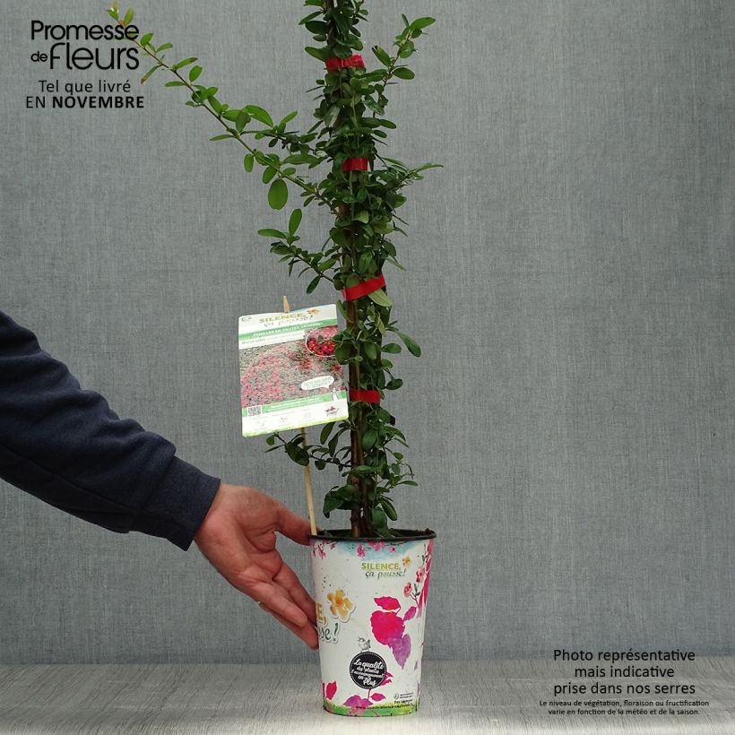 Exemplar von Feuerdorn SAPHYR Rouge - Pyracantha coccinea Topf mit 2L/3L wie im Herbst geliefert