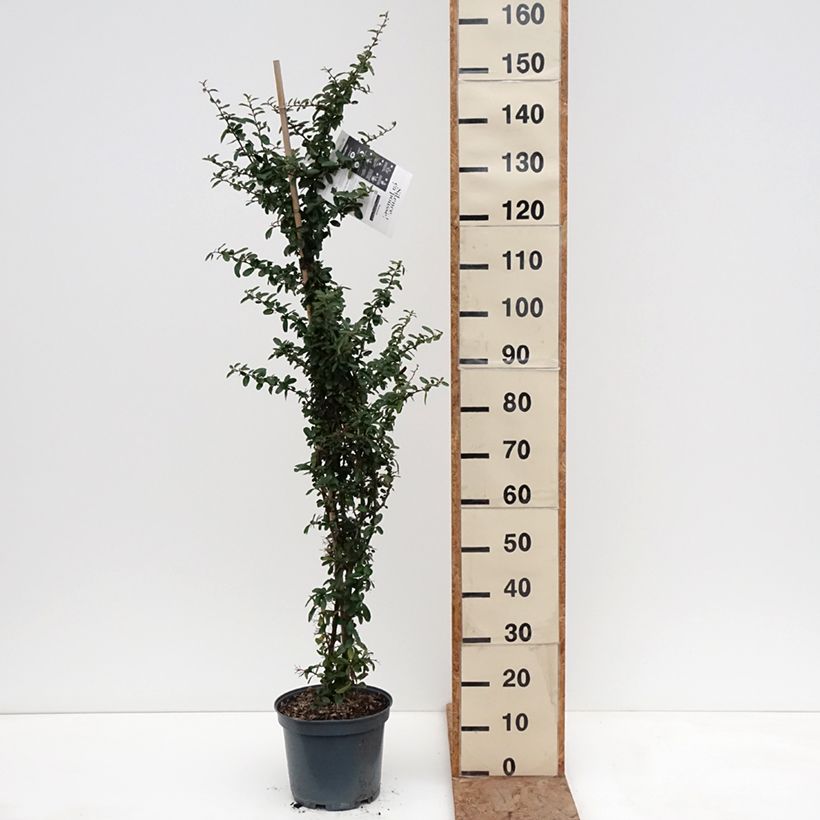 Exemplar von Feuerdorn SAPHYR Rouge - Pyracantha coccinea Topf mit 7,5L/10L wie im Winter geliefert