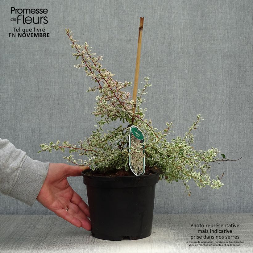 Exemplar von Feuerdorn Sparkler - Pyracantha palustris Topf mit 2L/3L wie im Herbst geliefert