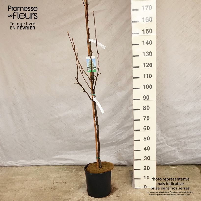 Exemplar von Chinesische Wildbirne Chanticleer - Pyrus calleryana Topf mit 12L/15L wie im Winter geliefert