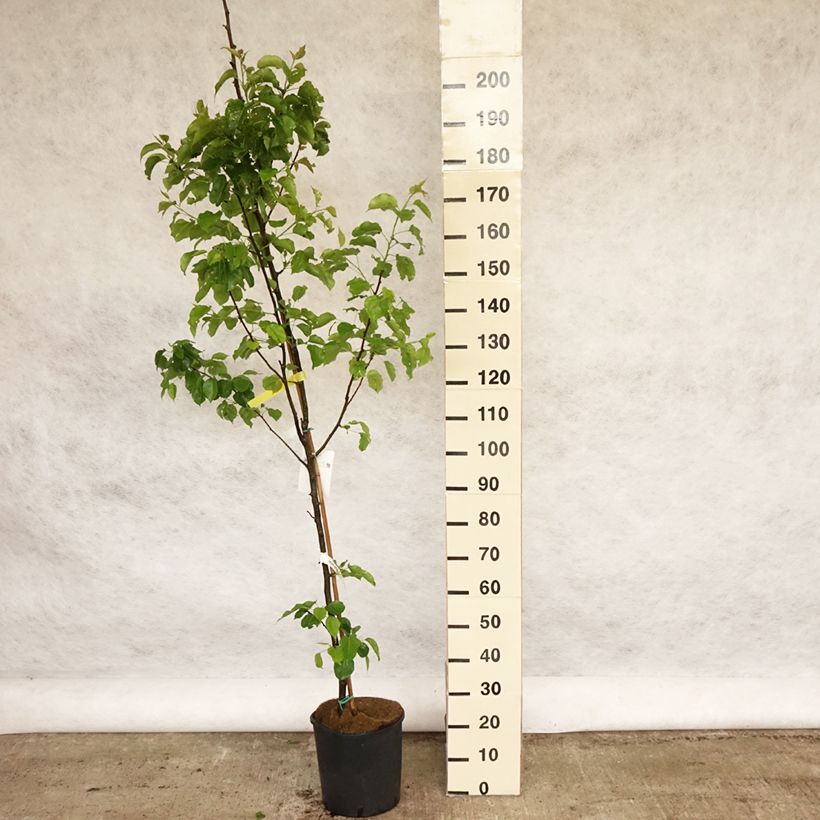 Exemplar von Chinesische Wildbirne Chanticleer - Pyrus calleryana Topf mit 12L/15L wie im Frühjahr geliefert