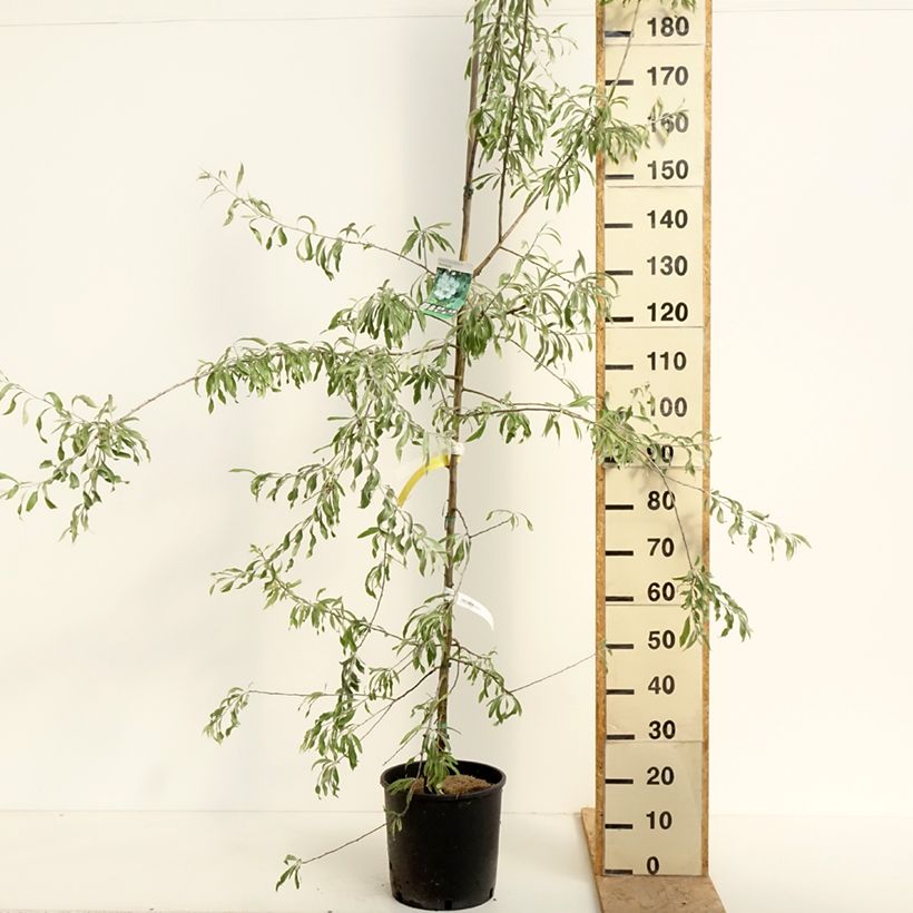 Exemplar von Weidenblättrige Birne Pendula - Pyrus salicifolia Topf mit 12L/15L wie im Frühjahr geliefert