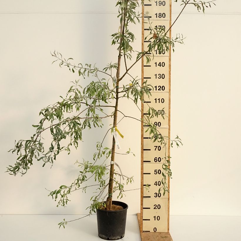 Exemplar von Weidenblättrige Birne Pendula - Pyrus salicifolia Topf mit 12L/15L wie im Sommer geliefert