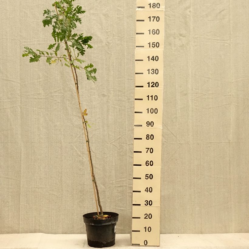 Exemplar von Quercus cerris - Zerr-Eiche Topf mit 7,5L/10L wie im Herbst geliefert
