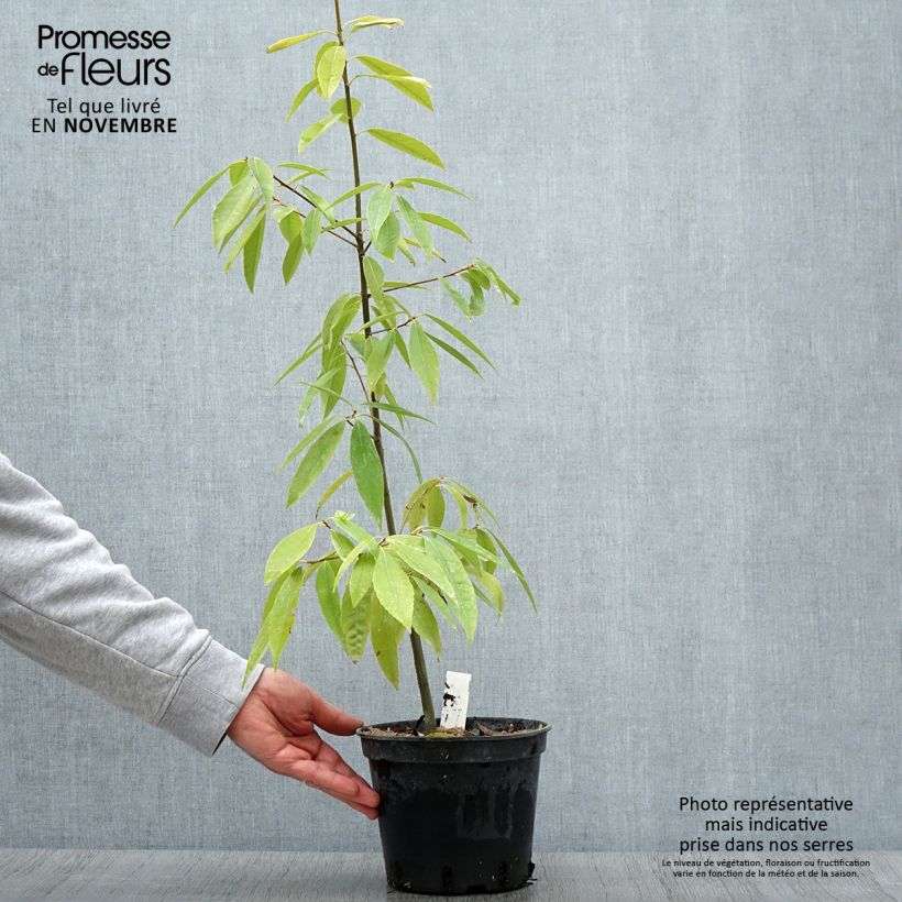 Exemplar von Quercus myrsinifolia - Bambusblättrige Eiche Topf mit 3L/4L wie im Herbst geliefert