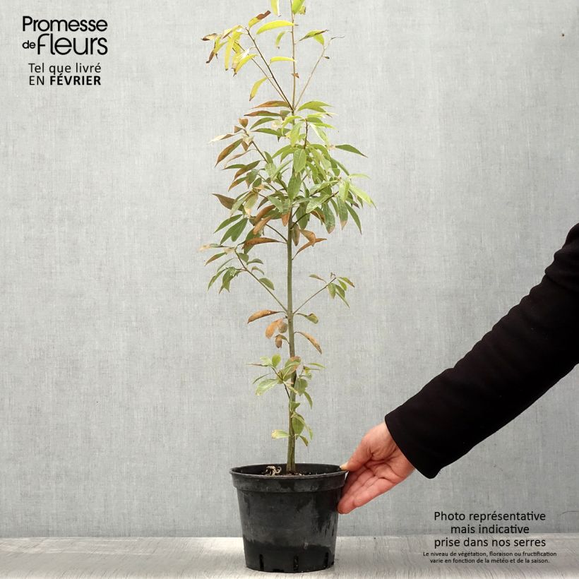 Exemplar von Quercus myrsinifolia - Bambusblättrige Eiche Topf mit 3L/4L wie im Winter geliefert