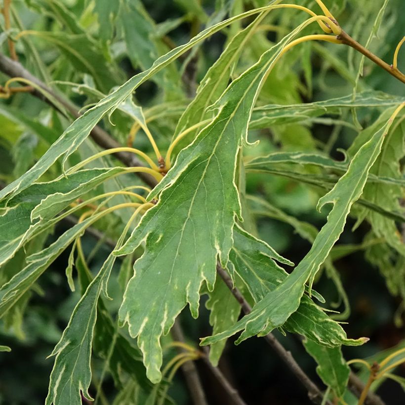 Quercus petraea Insecata - Trauben-Eiche (Laub)