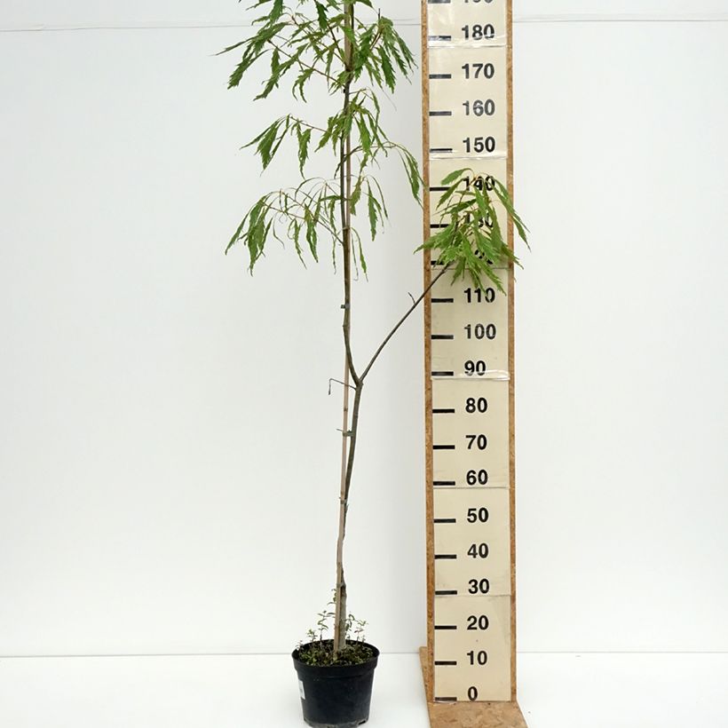Exemplar von Quercus petraea Insecata - Trauben-Eiche Topf mit 4L/5L wie im Sommer geliefert