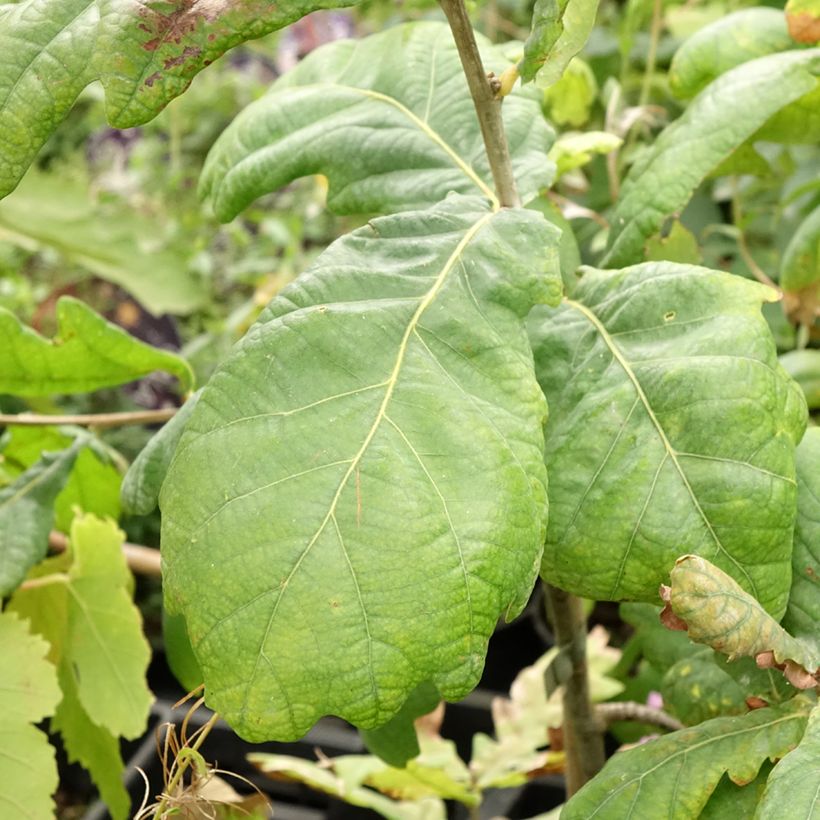 Stiel-Eiche Cucullata - Quercus robur (Laub)