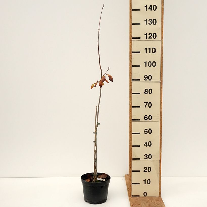 Exemplar von Stiel-Eiche Cucullata - Quercus robur  Topf mit 4L/5L wie im Herbst geliefert
