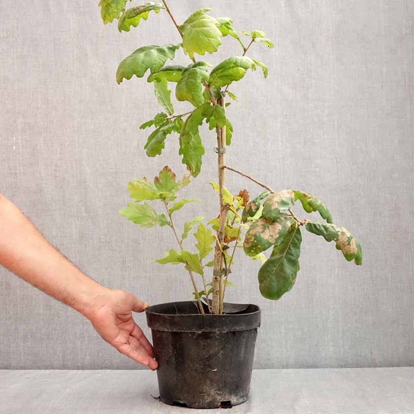 Exemplar von Stiel-Eiche Cucullata - Quercus robur  Topf mit 4L/5L wie im Sommer geliefert
