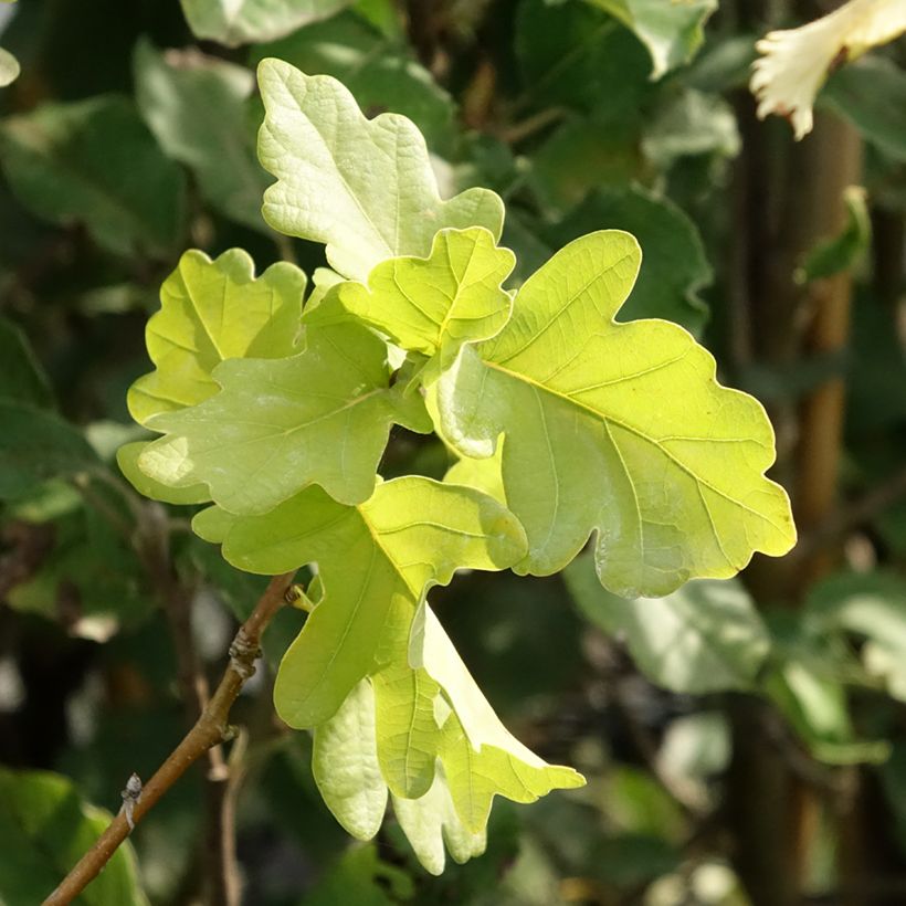 Stiel-Eiche Facrist - Quercus robur (Laub)